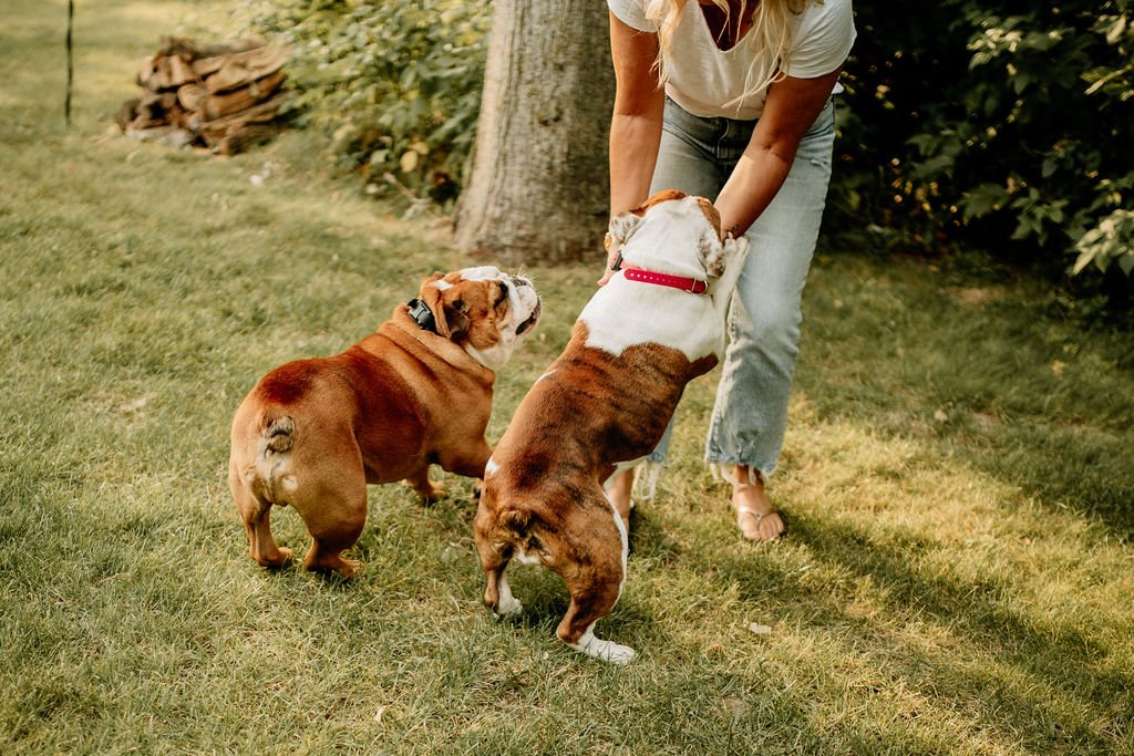 two dogs play with krista
